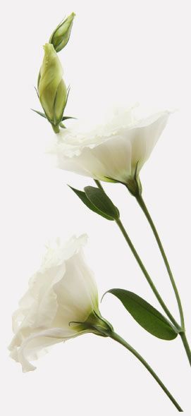 velatorio-fernandel-rosas-blancas